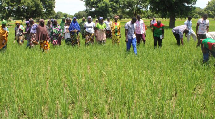 Campagne agricole humide 2026 : plus de 332 000 tonnes de céréales attendues dans le Yaadga