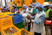 Usine de tomate de Bobo-Dioulasso: l’unité fonctionne à plein régime
