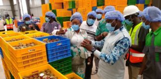 Usine de tomate de Bobo-Dioulasso: l’unité fonctionne à plein régime