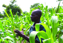 Campagne agricole humide 2026 : le Djôrô prévoit une production de 708 170 tonnes