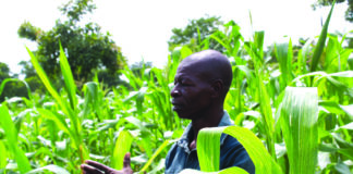 Campagne agricole humide 2026 : le Djôrô prévoit une production de 708 170 tonnes