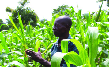 Campagne agricole humide 2026 : le Djôrô prévoit une production de 708 170 tonnes