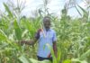 Campagne agricole humide 2026-2027 : globalement satisfaisant dans le Bankui