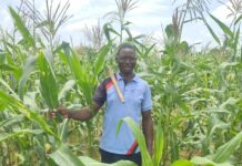 Campagne agricole humide 2026-2027 : globalement satisfaisant dans le Bankui