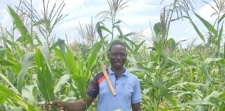 Campagne agricole humide 2026-2027 : globalement satisfaisant dans le Bankui