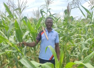 Campagne agricole humide 2026-2027 : globalement satisfaisant dans le Bankui