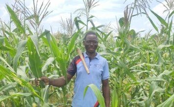 Campagne agricole humide 2026-2027 : globalement satisfaisant dans le Bankui