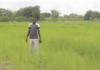 Campagne agricole humide: une bonne physionomie dans les Tannounyan
