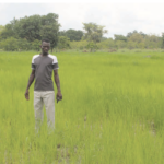 Campagne agricole humide: une bonne physionomie dans les Tannounyan