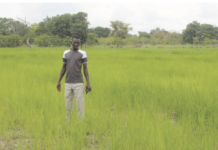 Campagne agricole humide: une bonne physionomie dans les Tannounyan
