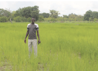 Campagne agricole humide: une bonne physionomie dans les Tannounyan