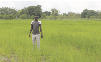 Campagne agricole humide: une bonne physionomie dans les Tannounyan