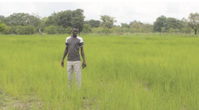 Campagne agricole humide: une bonne physionomie dans les Tannounyan