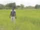 Campagne agricole humide: une bonne physionomie dans les Tannounyan