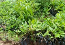 Pépiniéristes de Bobo-Dioulasso : entre passion et engagement pour l’environnement