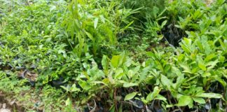 Pépiniéristes de Bobo-Dioulasso : entre passion et engagement pour l’environnement
