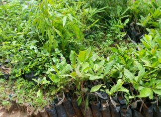 Pépiniéristes de Bobo-Dioulasso : entre passion et engagement pour l’environnement