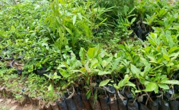 Pépiniéristes de Bobo-Dioulasso : entre passion et engagement pour l’environnement