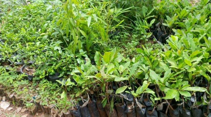 Pépiniéristes de Bobo-Dioulasso : entre passion et engagement pour l’environnement