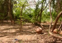 Bois sacré de « Komber Pademda » : un patrimoine historique au cœur de Ouagadougou