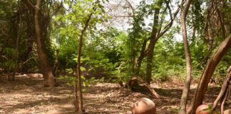 Bois sacré de « Komber Pademda » : un patrimoine historique au cœur de Ouagadougou