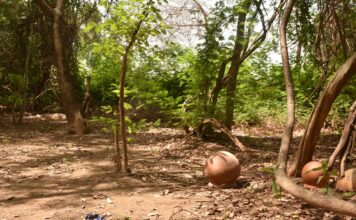 Bois sacré de « Komber Pademda » : un patrimoine historique au cœur de Ouagadougou