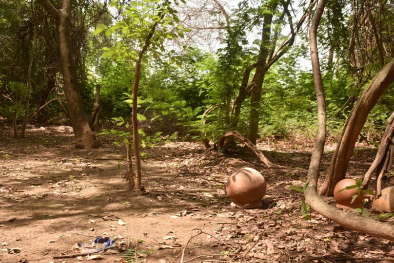 Bois sacré de « Komber Pademda »  : un patrimoine historique au cœur de Ouagadougou