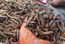 Vente de chitoumou à Bobo-Dioulasso: la pluie fait et défait les prix