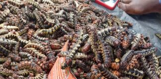 Vente de chitoumou à Bobo-Dioulasso: la pluie fait et défait les prix