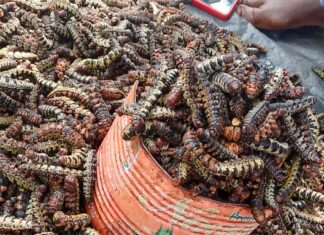 Vente de chitoumou à Bobo-Dioulasso: la pluie fait et défait les prix