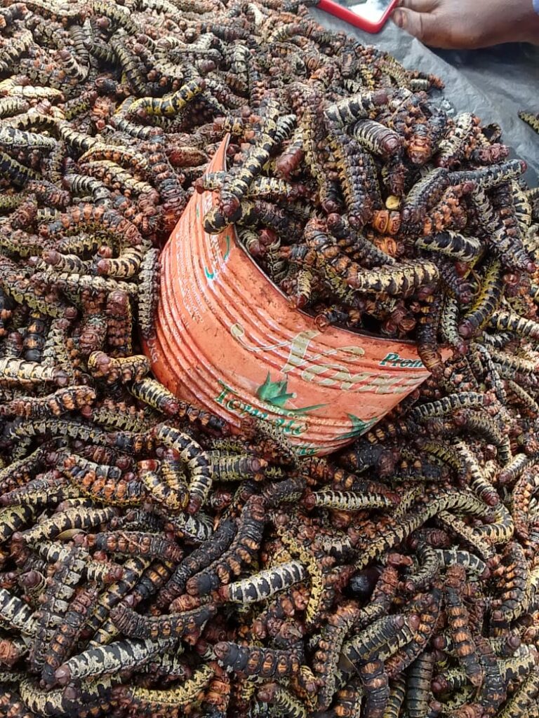 Vente de chitoumou à Bobo-Dioulasso: la pluie fait et défait les prix