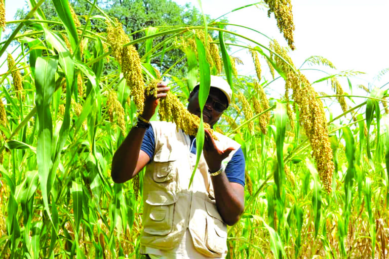 Production semencière: satisfecit malgré les aléas pluviométriques à Gourcy
