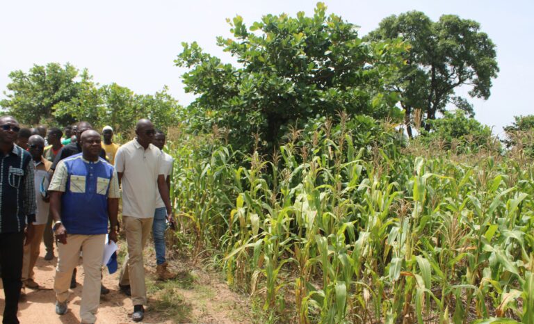 Campagne agricole humide: l’espoir renait sur la ferme fruitière de Yendéré